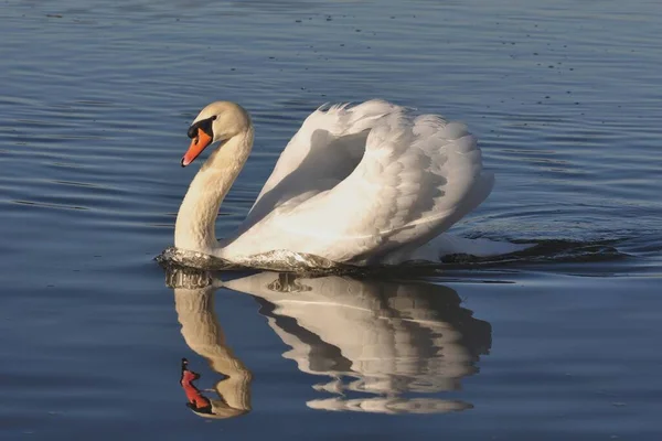 Vista Panorámica Los Cisnes Majestuosos Naturaleza — Foto de Stock