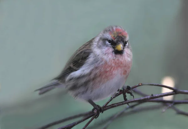 Pemandangan Indah Burung Alam — Stok Foto