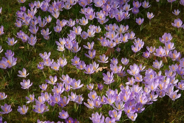 Azafrán Flores Azafrán Pétalos Primavera — Foto de Stock