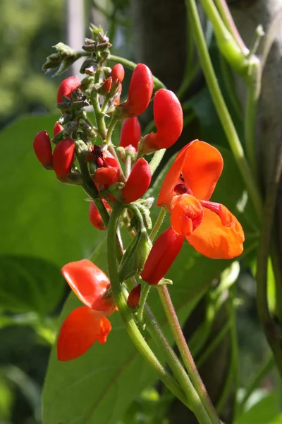 Rode Bloemen Tuin — Stockfoto