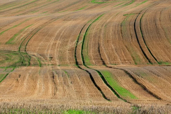 Vue Aérienne Champ Blé Été — Photo