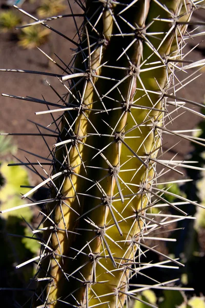 Planta Cactus Flora Cactus Espinoso —  Fotos de Stock