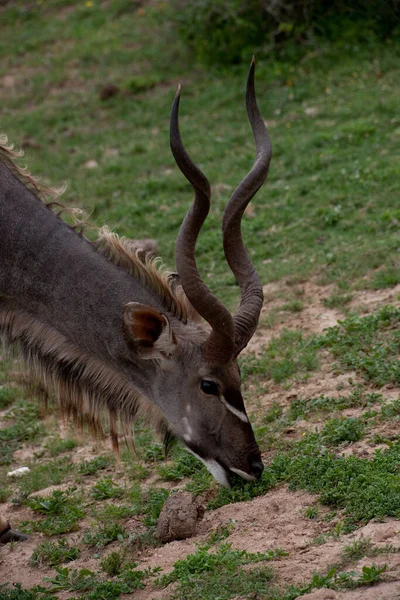 Kudu羚羊动物野生动物 自然动物 — 图库照片