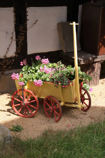 庭の花 — ストック写真