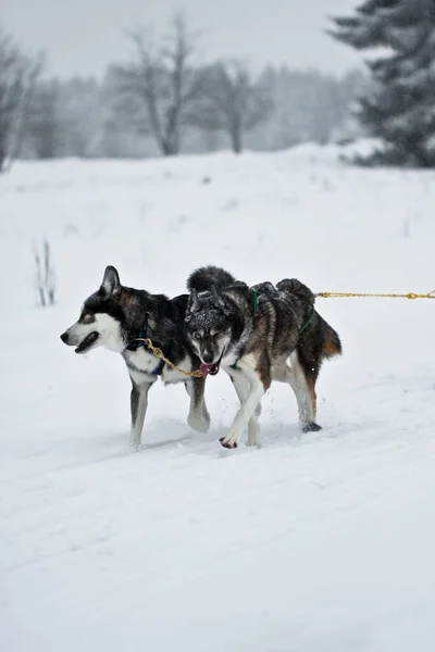 Cani Husky Siberiani Inverno — Foto Stock