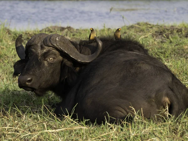 Buffalo Herbívoros Animais Vida Selvagem — Fotografia de Stock