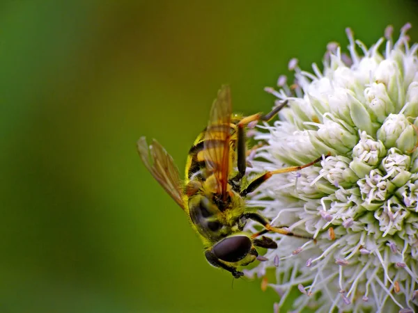 Mouche Flottante Sur Chardon Noble — Photo