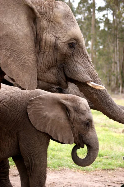 African Elephant Animal Nature Fauna — Stock Photo, Image