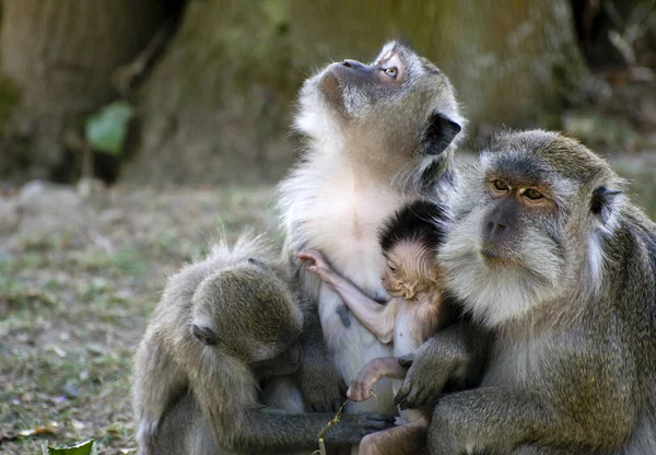 Macaco Nome Comum Que Pode Referir Grupos Espécies Mamíferos — Fotografia de Stock