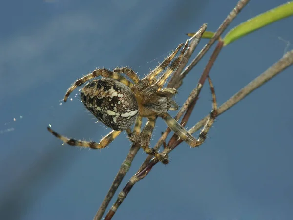 交叉蜘蛛令人生畏的蜘蛛昆虫 — 图库照片