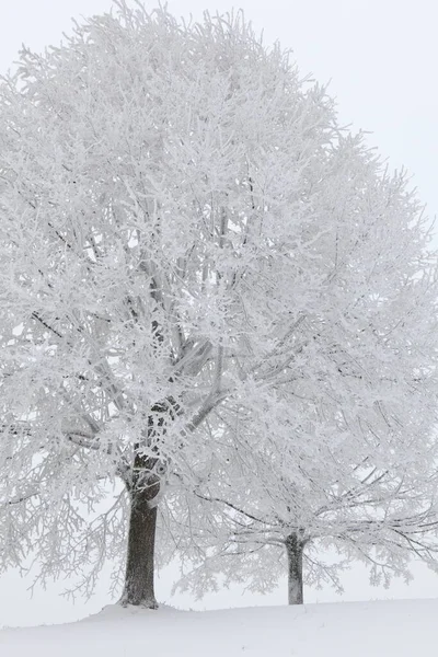 两棵树在冬季的风景 — 图库照片