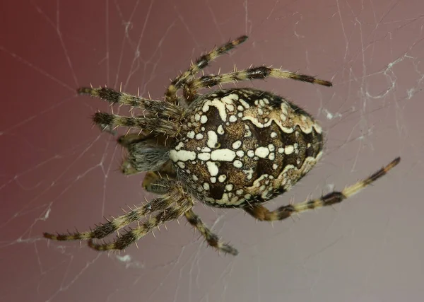 Cross Spider Creepy Spider Insect — Stock Photo, Image