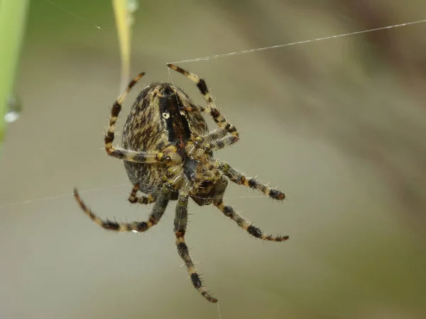 Araña Cruzada Insecto Araña Espeluznante —  Fotos de Stock