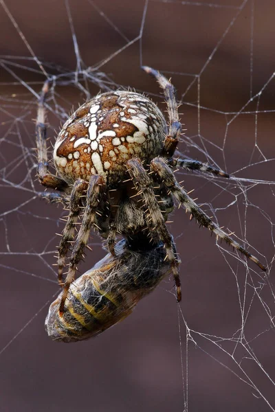 Ragnatela Trappola Insetti — Foto Stock