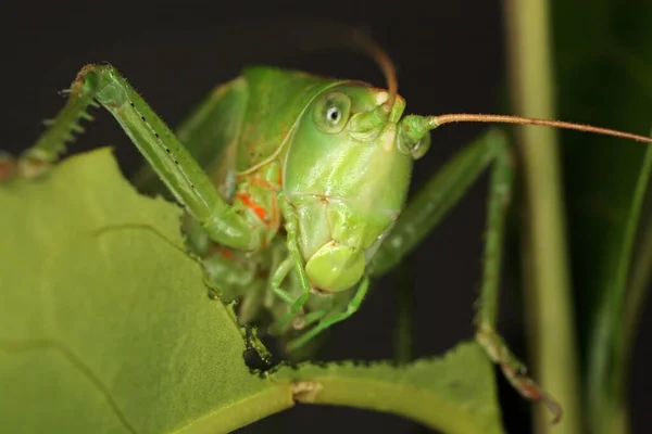 Närbild Insekter Vild Natur — Stockfoto