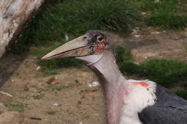 Pájaro Cigüeña Marabú Pico Grande — Foto de Stock