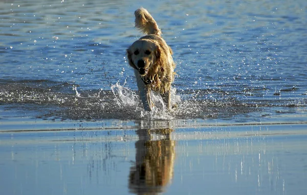 Golden Retriever Swoim Elemencie — Zdjęcie stockowe