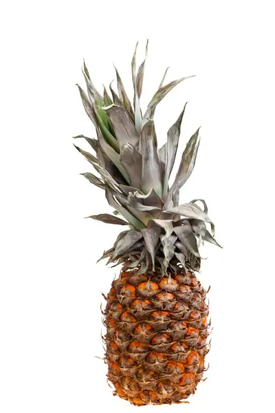 Färsk Ananas Fruktplantor — Stockfoto