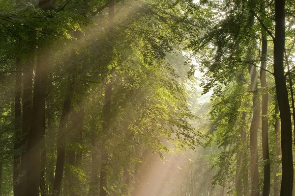 Schöne Waldnatur Hintergrund — Stockfoto