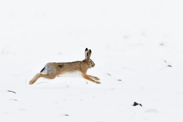 Field hare in winter