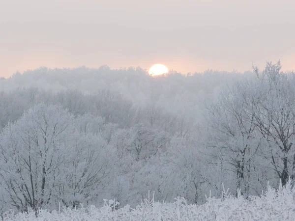 Winterlandschap Met Besneeuwde Bomen — Stockfoto