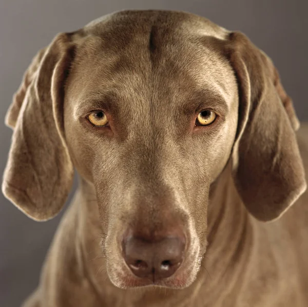 Portrait Cute Dog — Stock Photo, Image