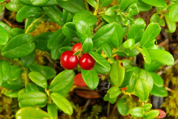 Cranberry Plant Cowberry Plant — Stok Foto