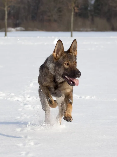 Szybko Biegający Pies Pasterski — Zdjęcie stockowe