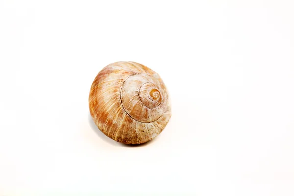 Hélice Mollusque Escargot Coquille — Photo