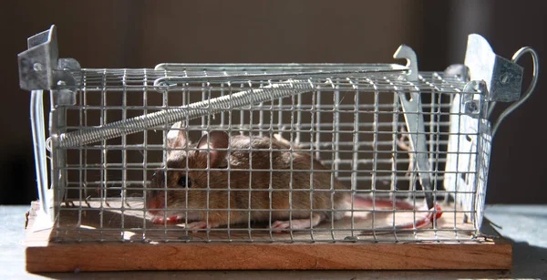 Piège Souris Piège Mécanique Pour Animaux — Photo