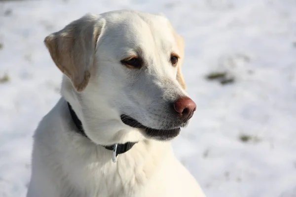 Mio Primo Ritratto Cane Della Nostra Yonca — Foto Stock