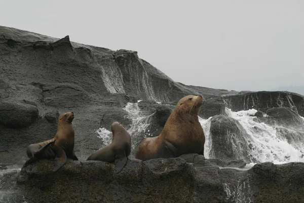 Two Seals Rocks — Stock Photo, Image