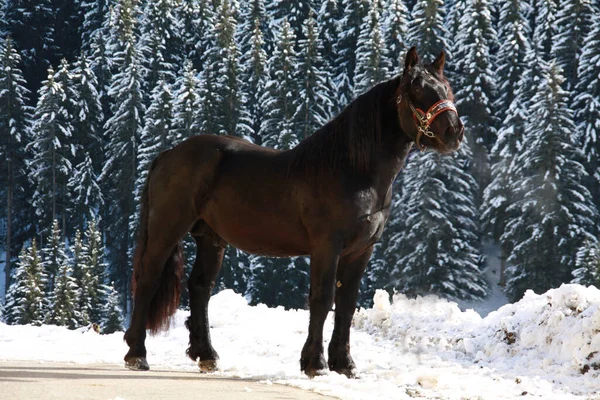 Kůň Hřebec Divoké Zvíře Přírodě — Stock fotografie