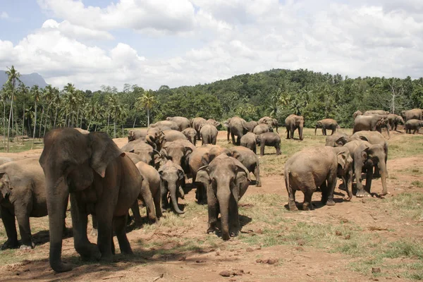 Слони Пасуться Південна Африка — стокове фото