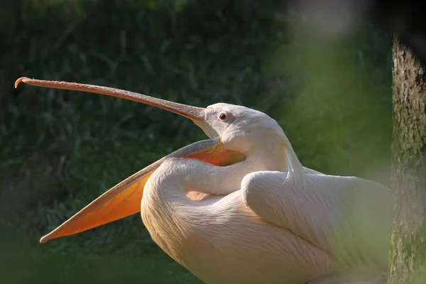 Scenic View Pelican Bird Wild Life — Stock Photo, Image