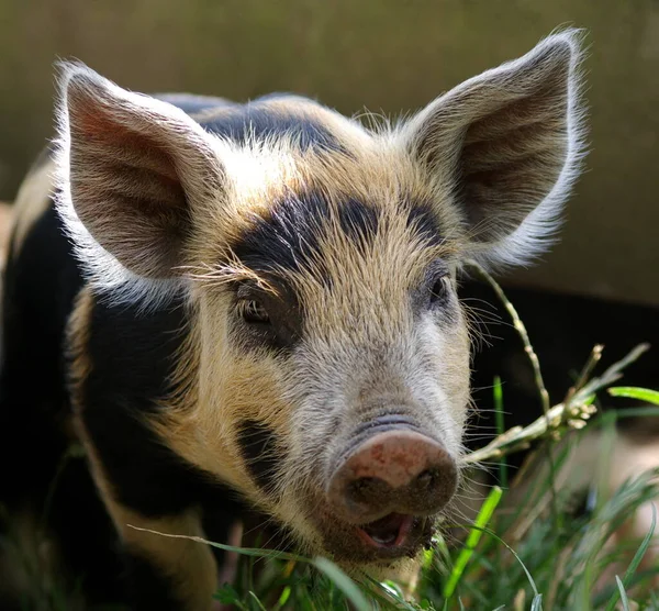 돼지의 — 스톡 사진