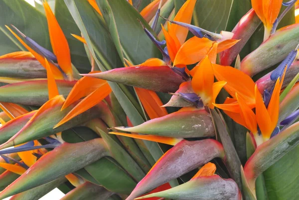 Portakal Çiçeği Strelitzia Bitkisi — Stok fotoğraf