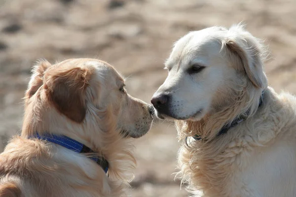 Parkta Iki Golden Retriever Köpeği — Stok fotoğraf