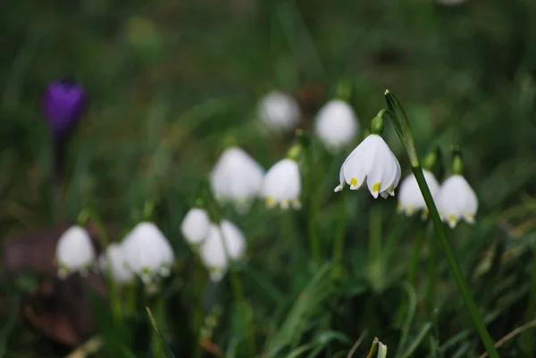 White Spring Flowers Field — Stock Photo, Image