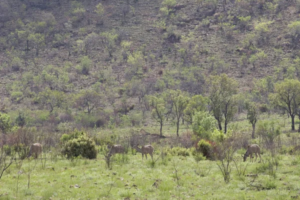 Kudu Antelope animals wildlife, nature fauna