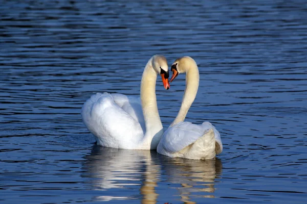 Vue Panoramique Sur Les Cygnes Majestueux Nature — Photo