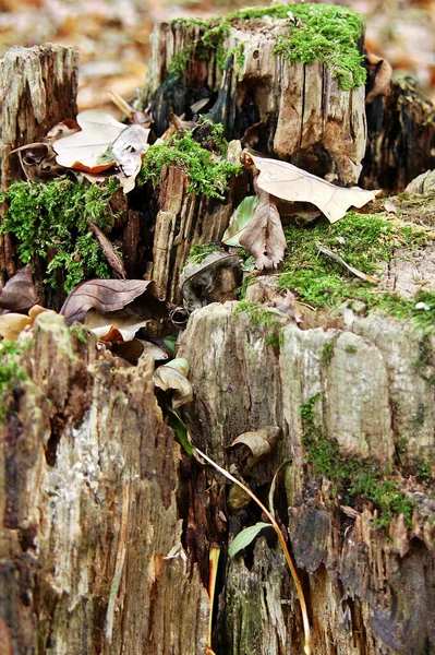 Träd Stubbe Med Och Mossa — Stockfoto