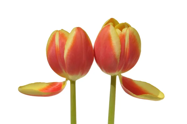 Beautiful Tulips Spring Flowers — Stock Photo, Image