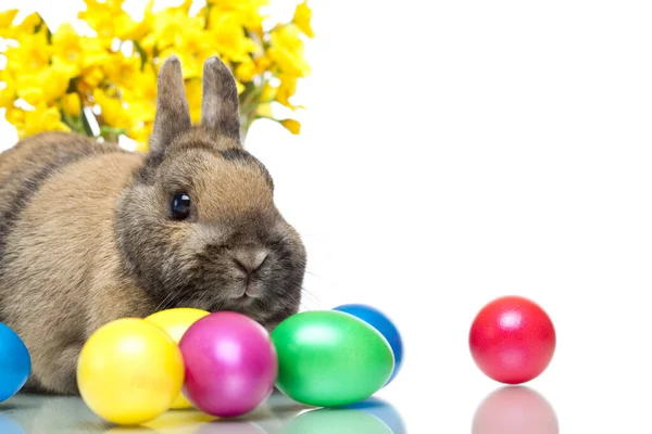 Coniglietto Pasqua Accanto Alle Uova Pasqua Narcisi — Foto Stock
