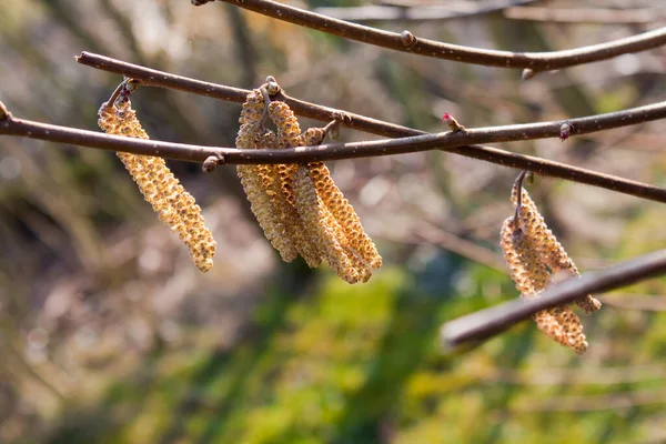 Verschiedene Blüten Selektiver Fokus — Stockfoto