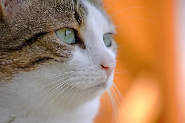 Close Van Een Rode Kat — Stockfoto