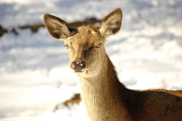 Cervo Animale Fauna Naturale — Foto Stock