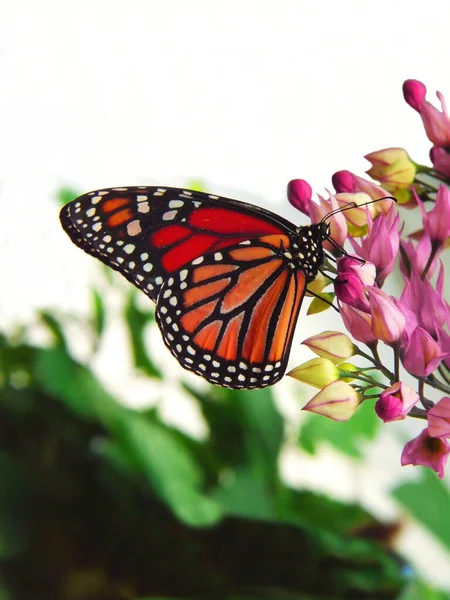 Piccola Farfalla Sul Fiore Concetto Natura Selvaggia — Foto Stock