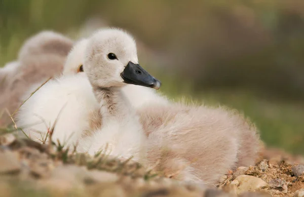 Vacker Utsikt Över Majestätiska Svanar Naturen — Stockfoto