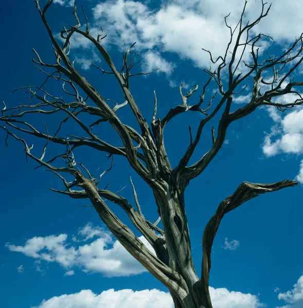 Дерево Каньйоні Брюс Штат Юта Сша — стокове фото